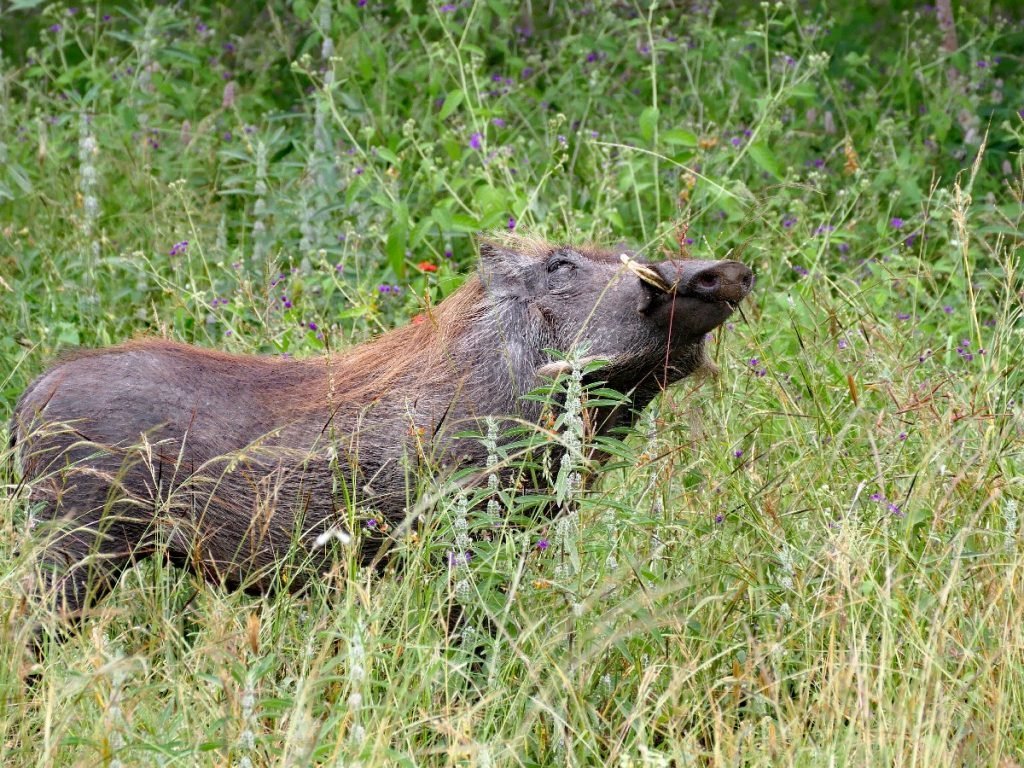 Schnupperndes Warzenschwein im Tarangire National Park - Tansania