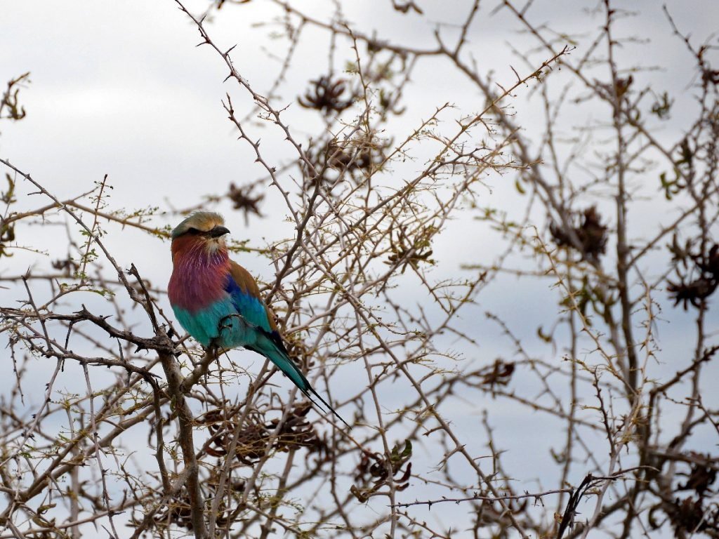 Lilac-breasted roller (Gabelracke) in Tansania