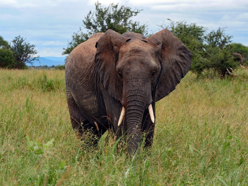 Ein Elefant im Tarangire National Park - Tansania