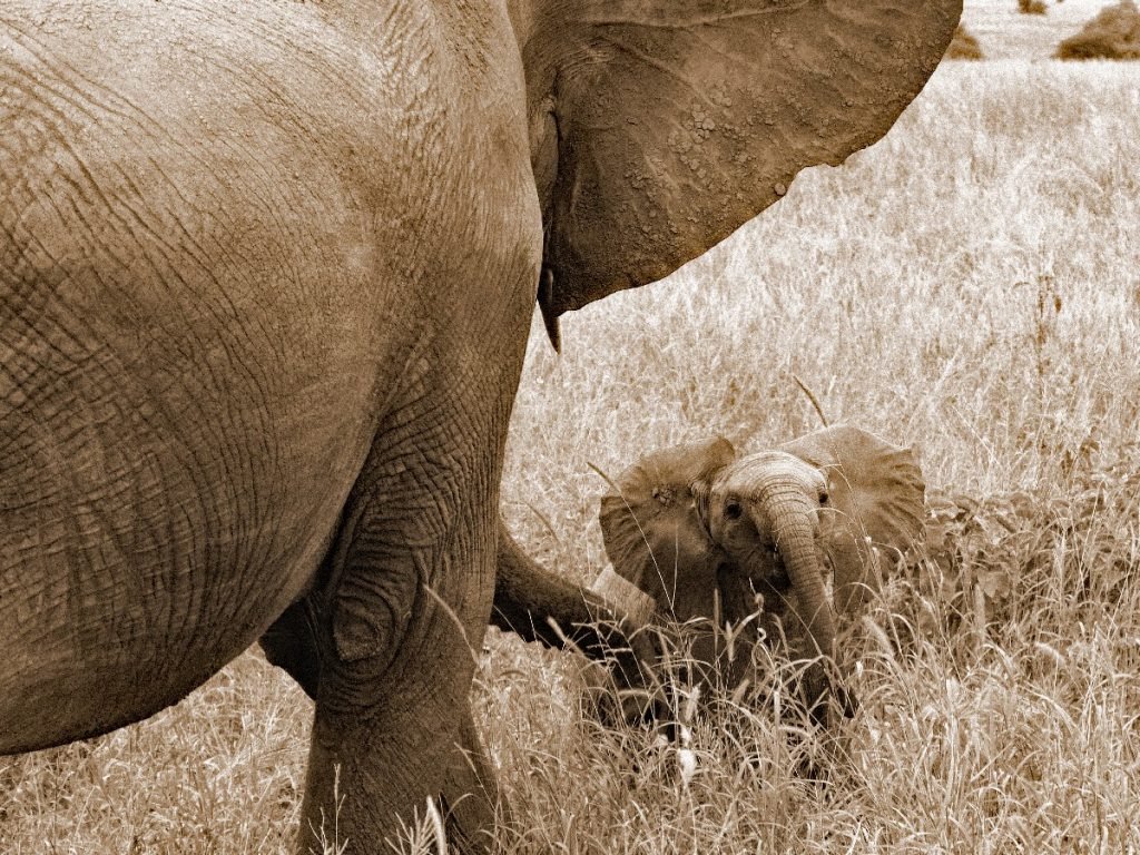 Baby-Elefant im Tarangire National Park - Tansania
