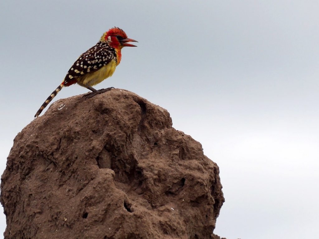 Red-and-yellow barbet (Flammenkopf-Bartvogel) in Tansania