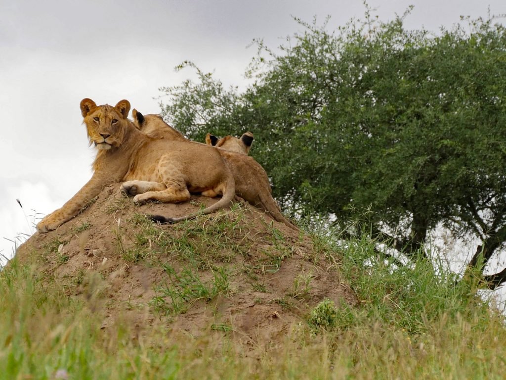 Löwenfamilie im Tarangire National Park - Tansania