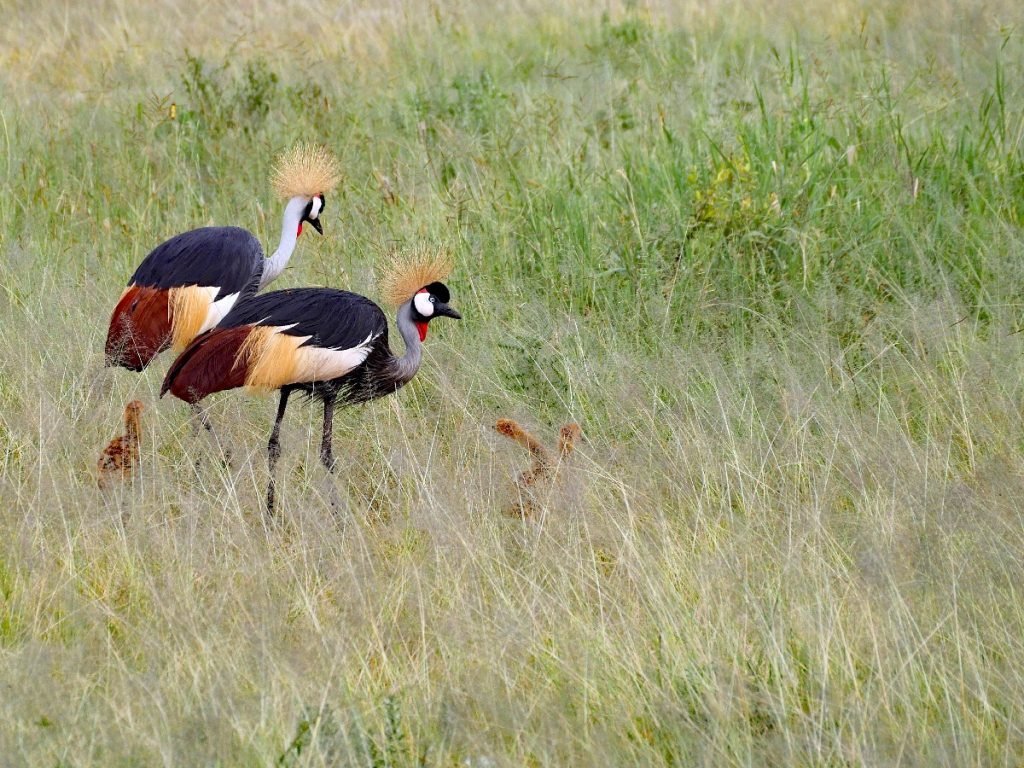 Kronenkraniche im Tarangire National Park - Tansania