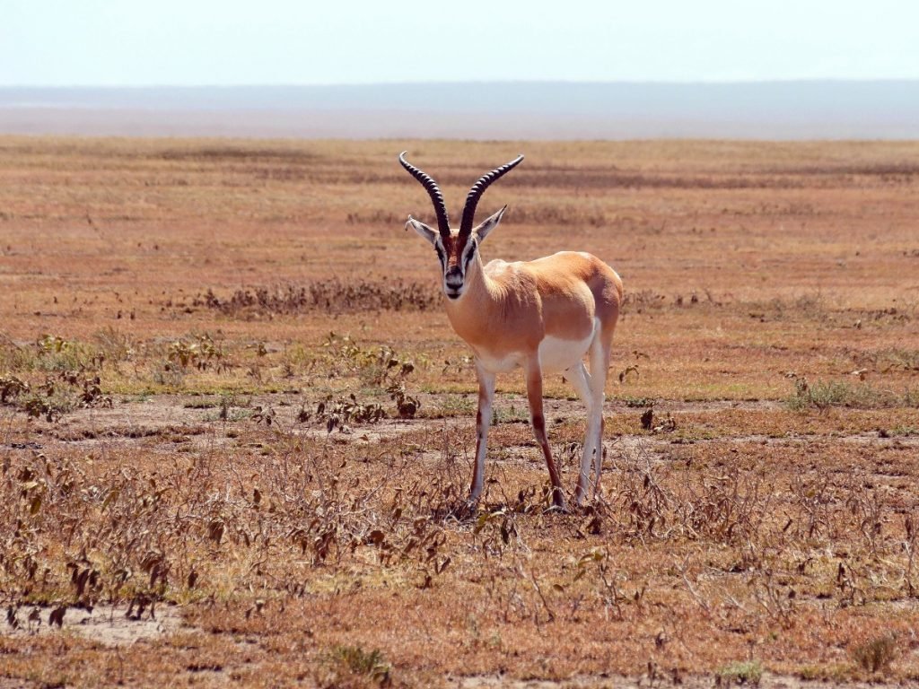 Große Gazelle in der Serengeti - Tansania