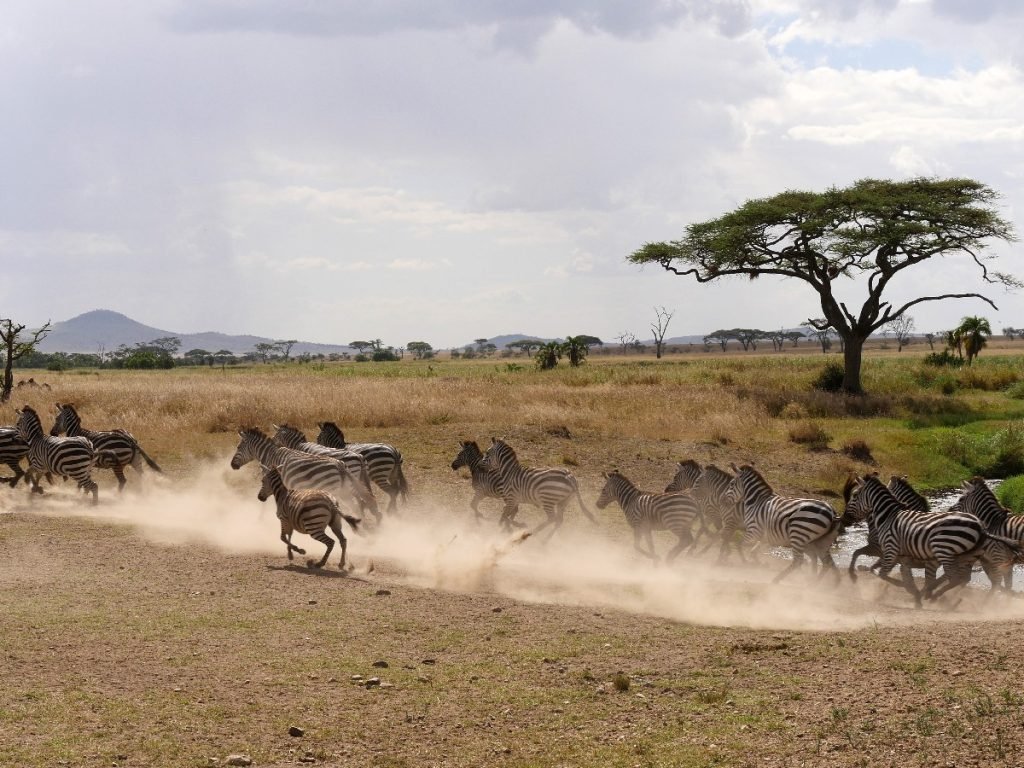 Rasante Zebra-Herde in der Serengeti - Tansania