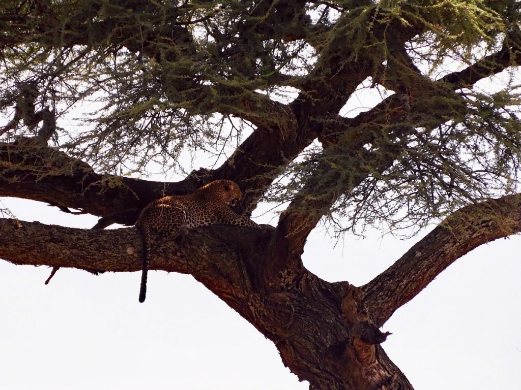 Lucky shot: Ein Leopard in der Serengeti - Tansania