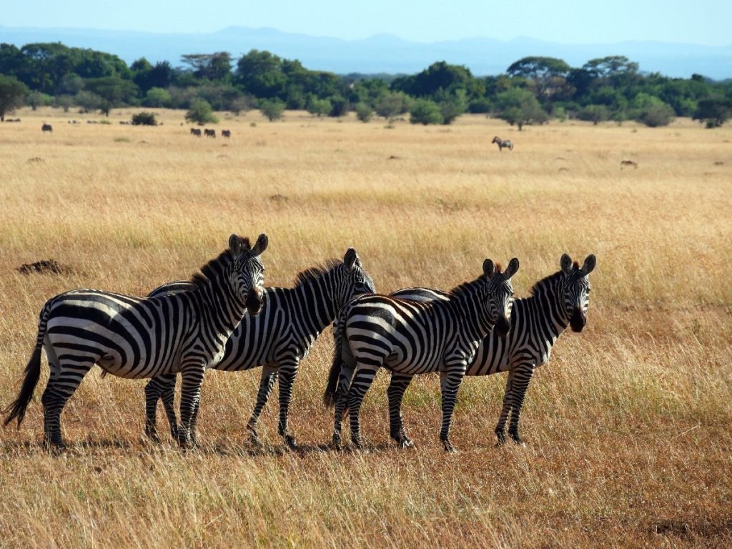 Zebras in der Serengeti - Tansania