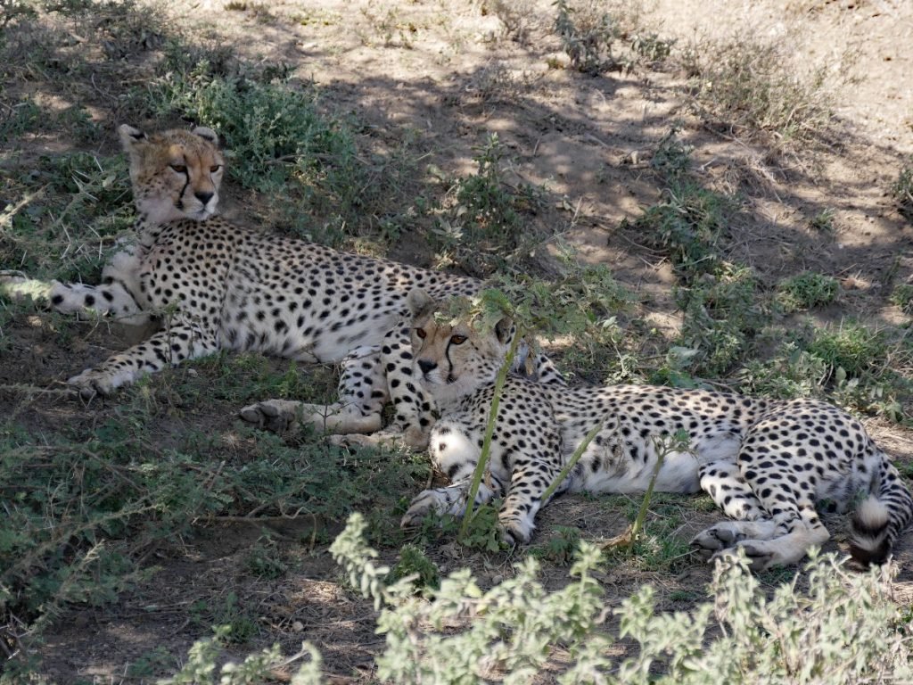 Lucky shot: Geparden im Ngorongoro - Tansania