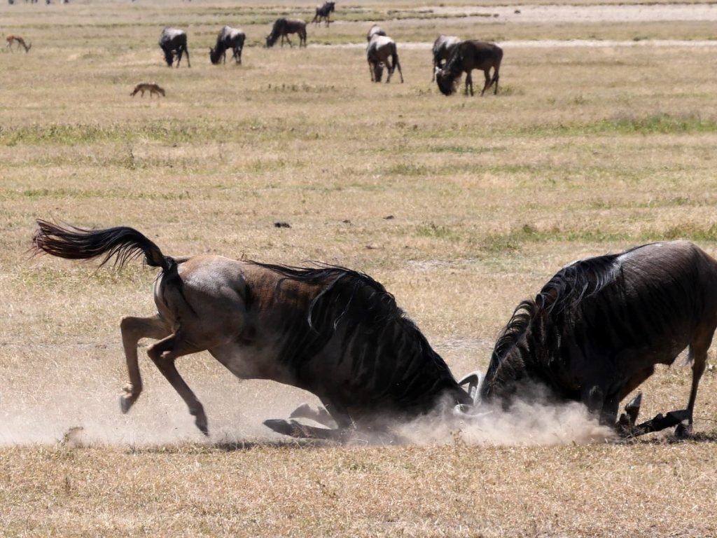 Krawall-Gnus im Ngorongoro - Tansania
