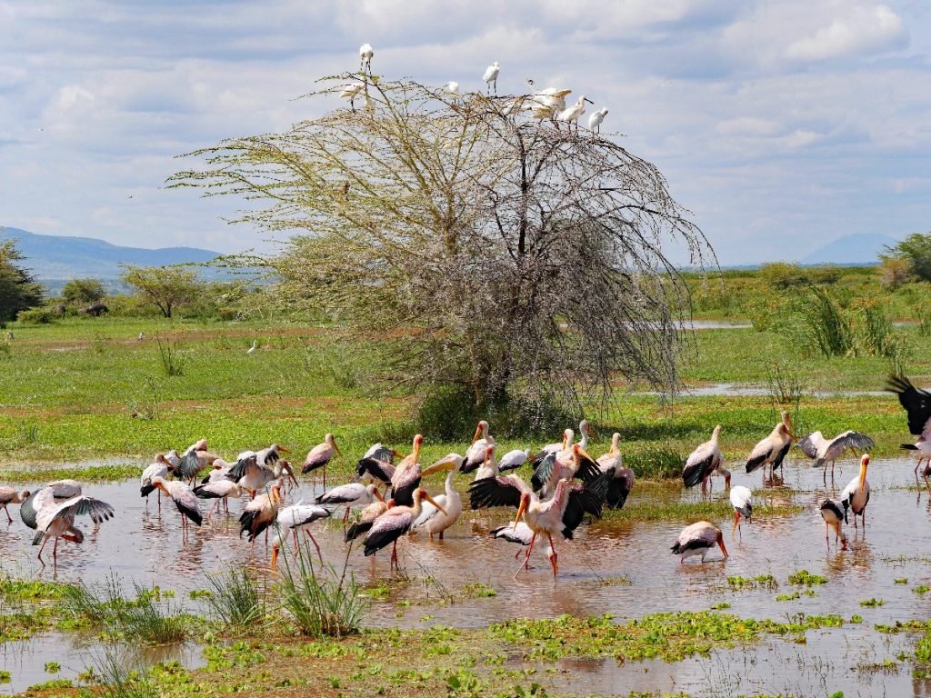 Ein Vogelparadies: Lake Manyara National Park - Tansania