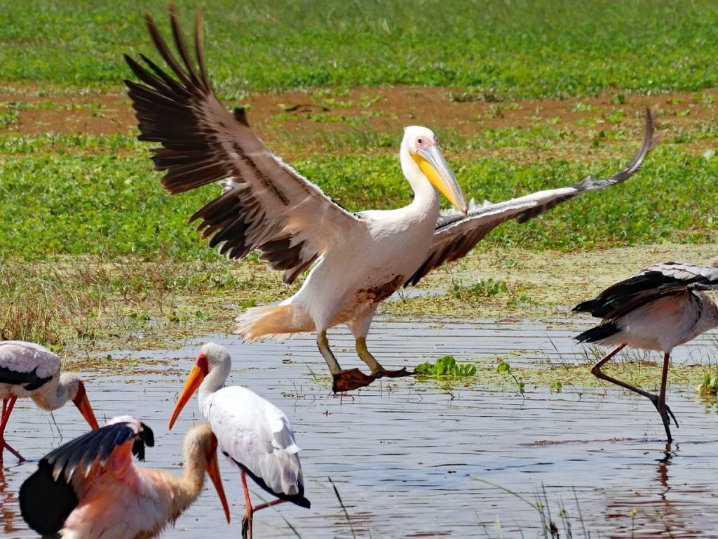 Pelikan im Landeanflug - Lake Manyara National Park - Tansania