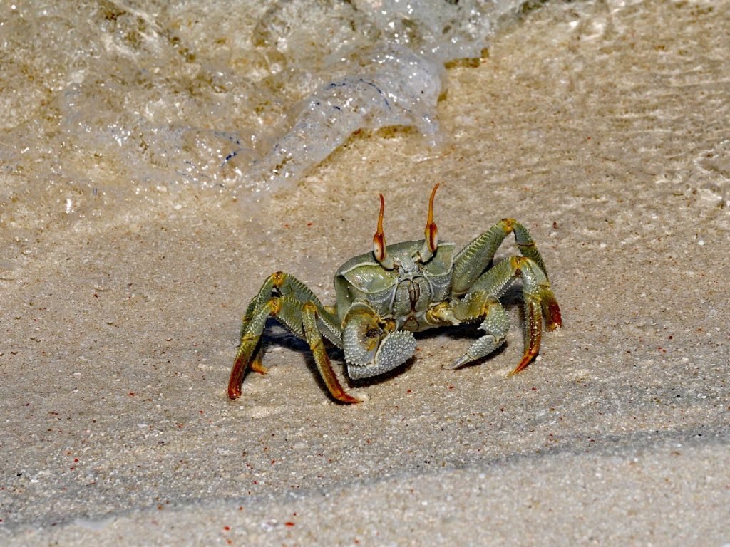 Große Krabbe am Sandstrand von Sansibar - Tansania