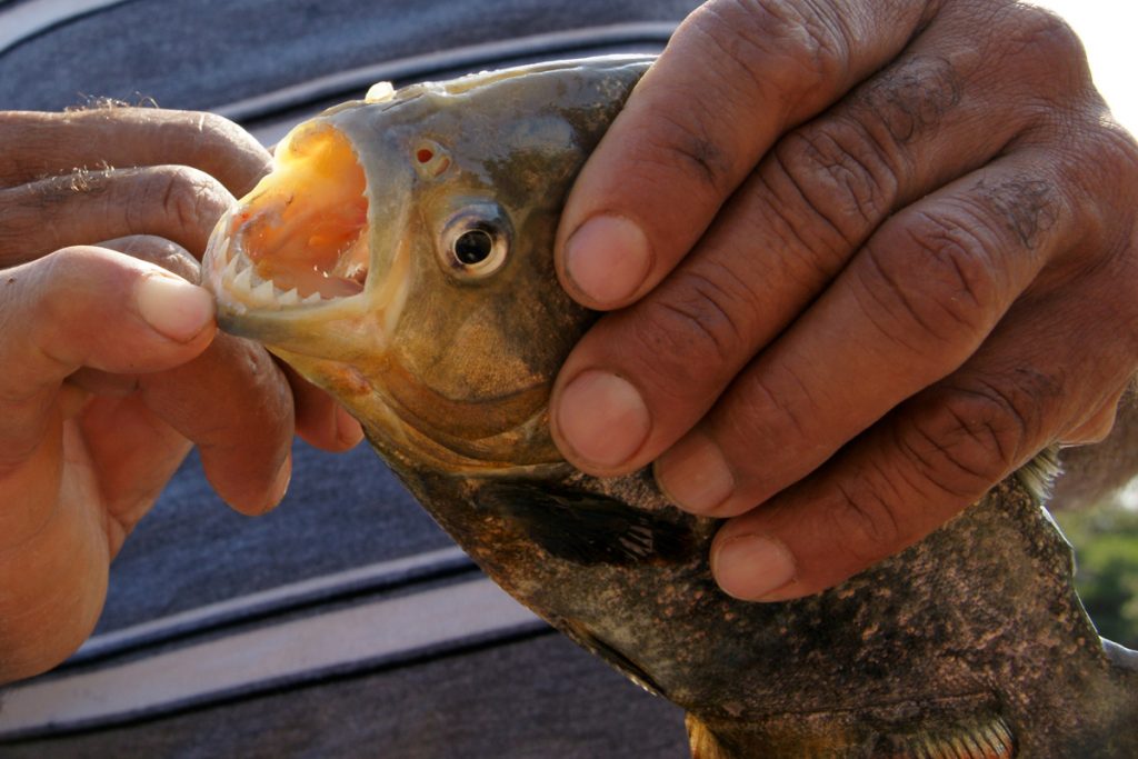Piranhas haben scharfe Zähnchen – Venezuela